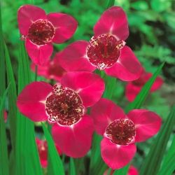Flor de pavo real rosa - ¡paquete grande! - 100 piezas; flor de tigre, flor de concha