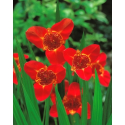 Červený pávový kvet - XL balenie! - 500 ks; tigrí kvet, mušľový kvet