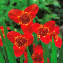 Červený paví květ - XL balení! - 500 ks.; tygří květ, skořápkový květ