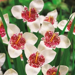 Flor de pavo real blanco - ¡paquete grande! - 100 piezas; flor de tigre, flor de concha