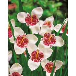 Flor de pavo real blanco - ¡paquete grande! - 100 piezas; flor de tigre, flor de concha