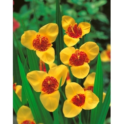 Flor de pavo real amarilla - paquete XL! - 500 piezas; flor de tigre, flor de concha - 