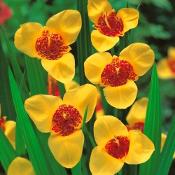 Žltý pávový kvet - veľké balenie! - 100 ks; tigrí kvet, mušľový kvet - 