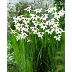Acidanthera murielae - pachet mare! - 200 buc.; Gladiolus murielae, gladiol abisinian, gladiol parfumat