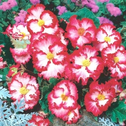 Marginata Begonia blanca - blanco y rojo - ¡paquete grande! - 20 piezas