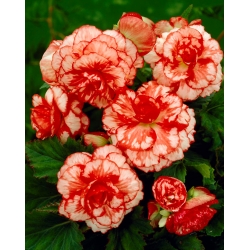 Begonia marmorata - roja y blanca - ¡paquete grande! - 20 piezas