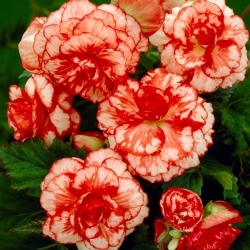 Marmorata begonia - red-and-white - large package! - 20 pcs