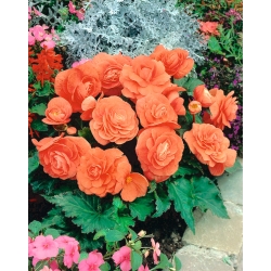 Double begonia - salmon-pink - large package! - 20 pcs