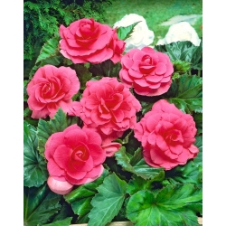 Begonia doble - rosa - paquete grande! - 20 piezas