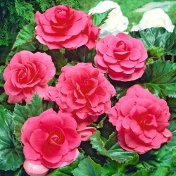Double begonia - pink - large package! - 20 pcs