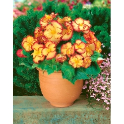 Marginata Begonia amarilla - amarillo y rojo - ¡paquete grande! - 20 piezas