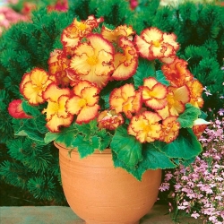 Marginata Yellow begonia - yellow-and-red - large package! - 20 pcs