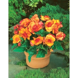 Picotee Begonia amarilla - amarillo-naranja - ¡paquete grande! - 20 piezas