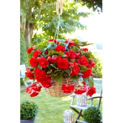 Trailing begonia - red - large package! - 20 pcs