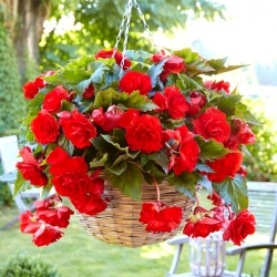Begonia rastrera - roja - ¡paquete grande! - 20 piezas
