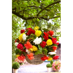 Begonia rastrera - mezcla de colores - ¡paquete grande! - 20 piezas