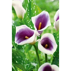 Picasso violetti ja valkoinen calla lilja; arum lily, Zantedeschia - iso paketti! - 10 kpl