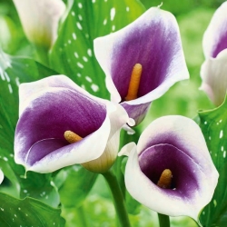 Picasso violetti ja valkoinen calla lilja; arum lily, Zantedeschia - iso paketti! - 10 kpl