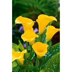 Yellow calla - large package! - 10 pcs