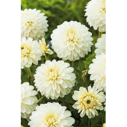 White dahlia - Dahlia White - XL pack! - 50 pcs