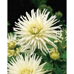 Witte cactusdahlia - Dahliacactus Wit - grootverpakking! - 10 stuks - 