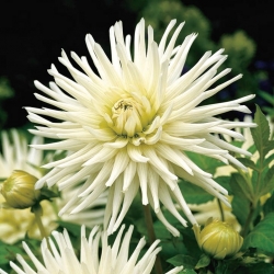Bílý kaktus jiřina - Dahlia cactus White - velké balení! - 10 ks.