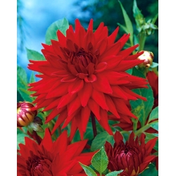 Red cactus dahlia - Dahlia cactus Red - XL pack! - 50 pcs