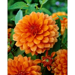 Dahlia portocalie - Dahlia Orange - pachet XL! - 50 buc.