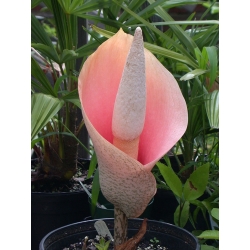 Lirio vudú, lengua del diablo - Amorphophallus bulbifer - ¡una planta única! - paquete grande! - 10 piezas