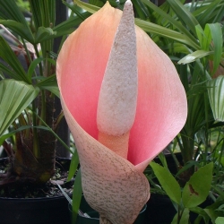 Lirio vudú, lengua del diablo - Amorphophallus bulbifer - ¡una planta única! - paquete grande! - 10 piezas