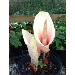 Voodoo lilija, velna mēle - Amorphophallus bulbifer - unikāls augs! - liels iepakojums! - 10 gab.