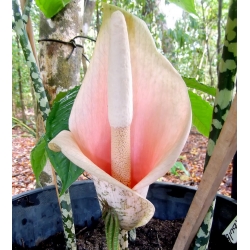 Voodoo ľalia, diabolský jazyk - Amorphophallus bulbifer - jedinečná rastlina! - veľké balenie! - 10 ks