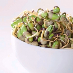 BIO Klíčiace semená s malým klíčením - sójové bôby - certifikované ekologické semená - 