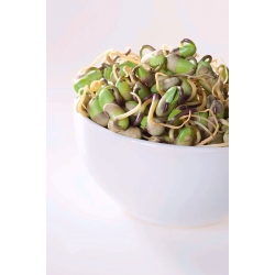 BIO Sprouting seeds with a small sprouter - Soybean - certified organic seeds