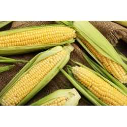 Złota Karłowa sweet corn - 500 gram; sugar corn, pole corn