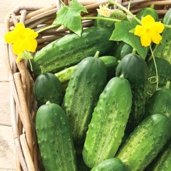 Tytus cucumber for gherkins - 100 grams