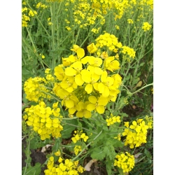 Field mustard "Perko" PVH - 1 kg