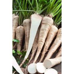 Kaska root parsley - a medium early variety - 100 grams