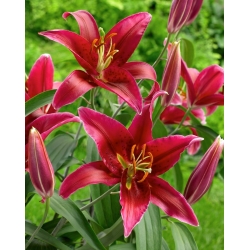 Red tree lily - large pack! - 10 pcs