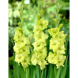 Green Star gladiolus - stor pakke! - 50 stk.