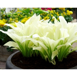 White Feather hosta, plantain lilja - iso paketti! - 10 kpl