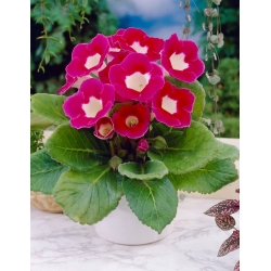 Blanche De Meru pink-and-white gloxinia (Sinningia speciosa) - large package! - 10 pcs