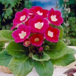 Blanche De Meru rosa-vit gloxinia (Sinningia speciosa) - stort paket! - 10 st - 