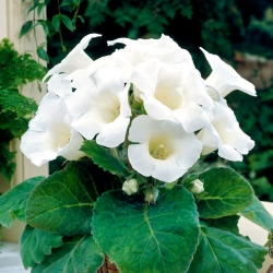 Gloxinia brasileña de flores blancas de Mont Blanc - ¡paquete grande! - 10 piezas - 