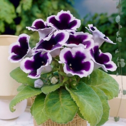 Kaiser Wilhelm gloxinia alb-violet (Sinningia speciosa) - pachet mare! - 10 buc - 