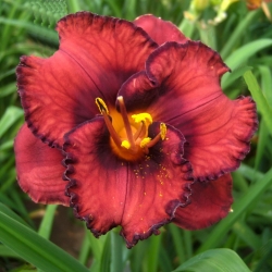 Berrylicious daylily - large package! - 10 pcs