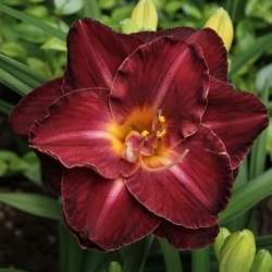 Burgundy Love daylily - large package! - 10 pcs