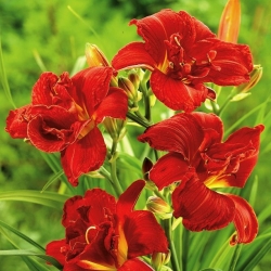 Double Firecracker daylily - large package! - 10 pcs