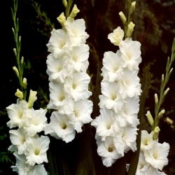 Bangladesh gladiolus - large package! - 50 pcs
