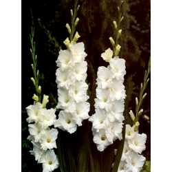 Bangladesh gladiolus - large package! - 50 pcs